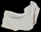 Metasequoia (Dawn Redwood) Fossil - Montana #62332-1